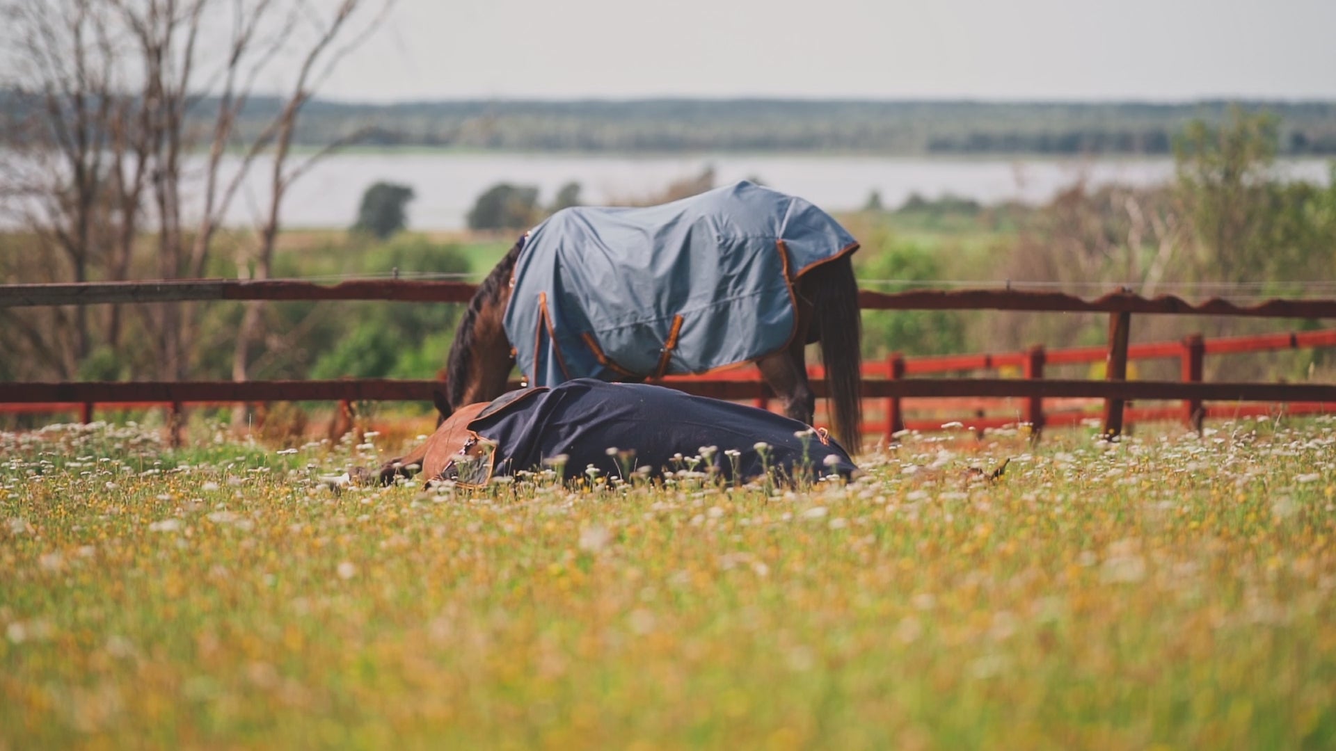 Rain Rug Dusty 0 gram